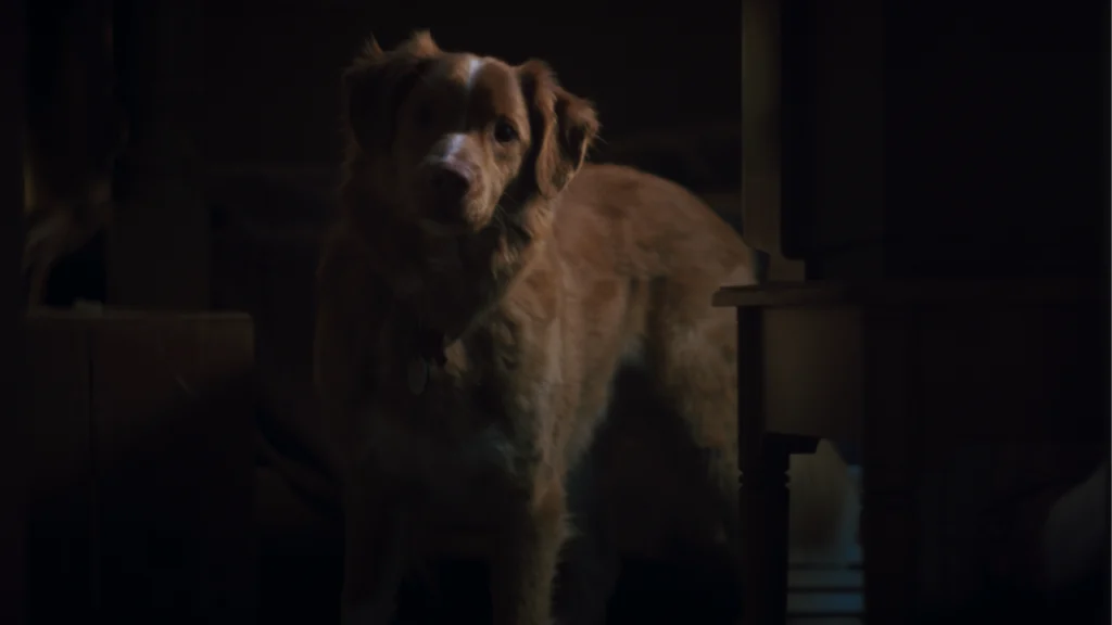 "Bom Garoto", terror contado pelo ponto de vista de um cachorro, ganha data de estreia no Brasil Good Boy filme do cachorro