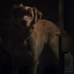 “Bom Garoto”, terror contado pelo ponto de vista de um cachorro, ganha data de estreia no Brasil
