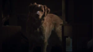 "Bom Garoto", terror contado pelo ponto de vista de um cachorro, ganha data de estreia no Brasil Good Boy filme do cachorro