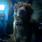 Bom Menino (Good Boy) entrega tudo o que promete, e por isso é tão bom | Crítica