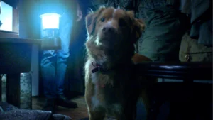 Bom Garoto (Good Boy) Crítica análise é bom? filme de terror do cachorro